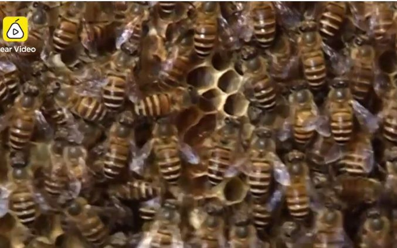 Thu nhap khung nho to ong o trong nha suot 12 nam-Hinh-5
